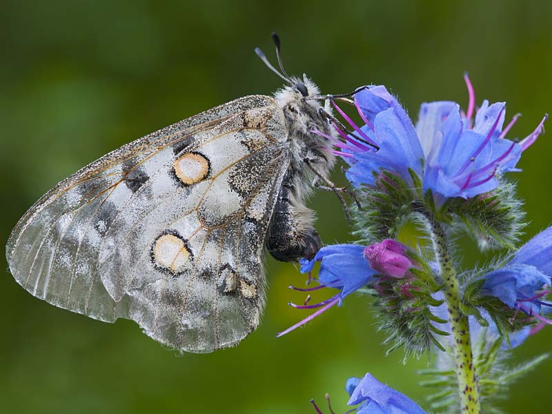 Apollo in den Fließer Sonnenhängen ©R. Hölzl