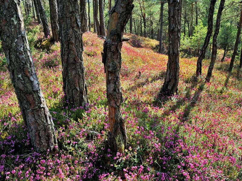 Glockenheide Ötztal-BHF ©Hansjörg Fiegl