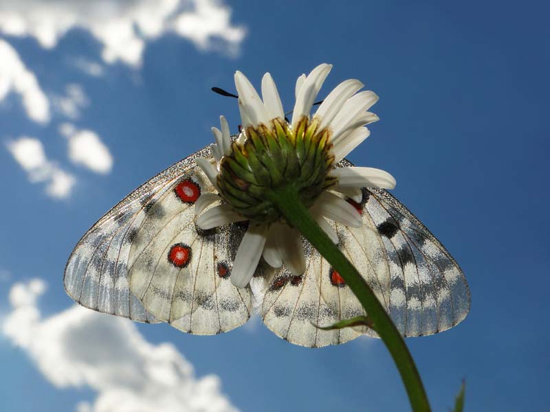 Parnassius apollo in Längenfeld beim Konerbach auf 1.350 m ©Peter Stöckl