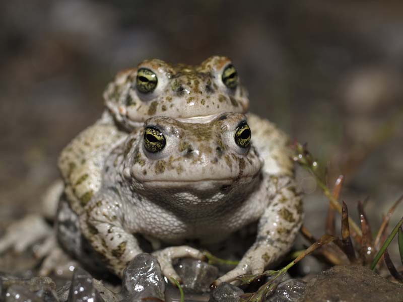 Kreuzkröte ©Thomas Tetzner