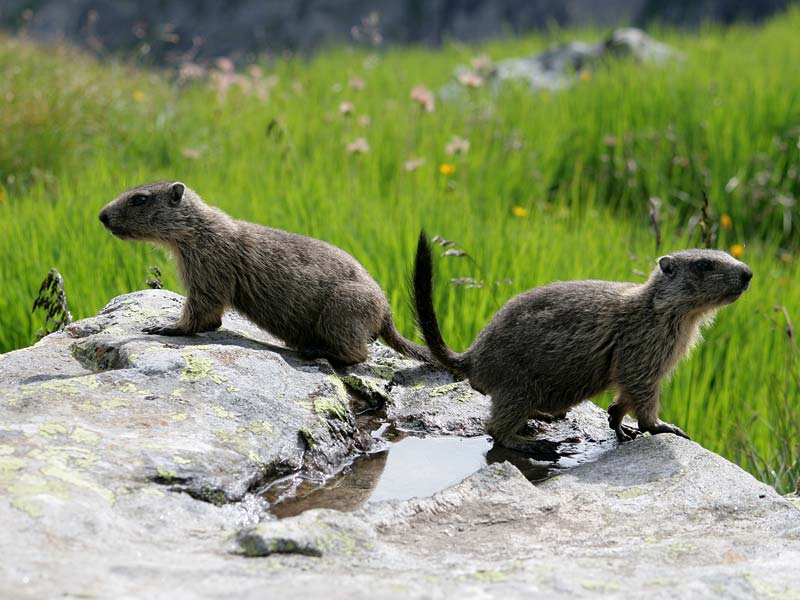 Murmeltiere im Zemmgrund ©Hochgebirgs-Naturpark Zillertaler Alpen